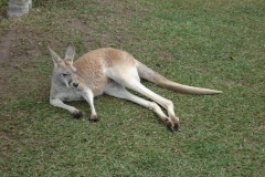 Australian Zoo