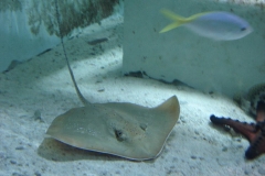 Reef HQ